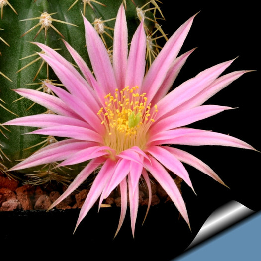 Echinocereus_weinbergii_fl_810