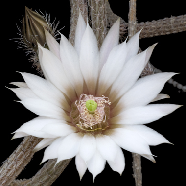 Echinocereus-leucanthus