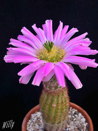 Echinocereus-sciurus-ssp-floresii - AAA IMI DORESC