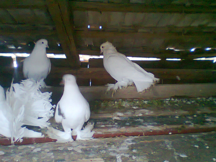 Fotografie0224 - porumbei incaltati 2012