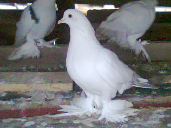 Fotografie0227 - porumbei incaltati 2012