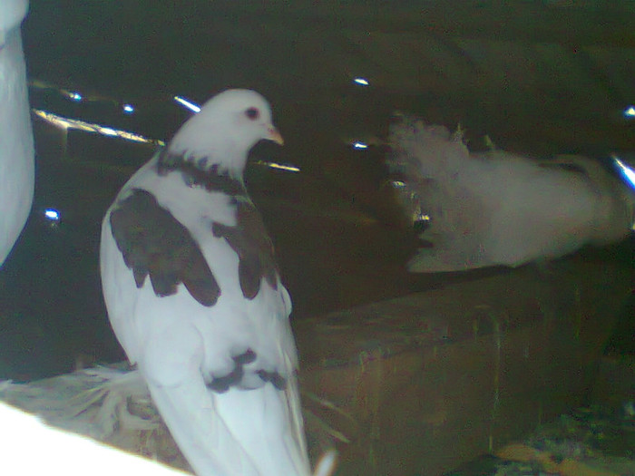 Fotografie0247 - porumbei incaltati 2012
