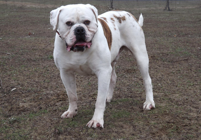 a1 - 1ATHOS   Bulldog American