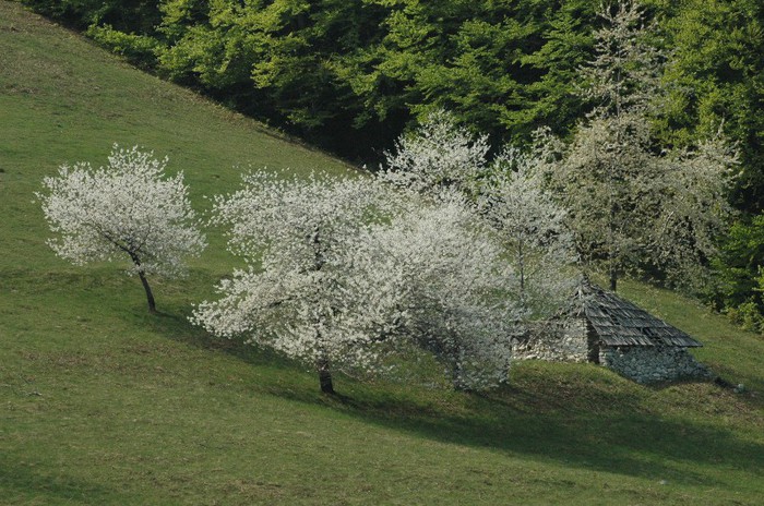 A1; Primavara la Herculane
