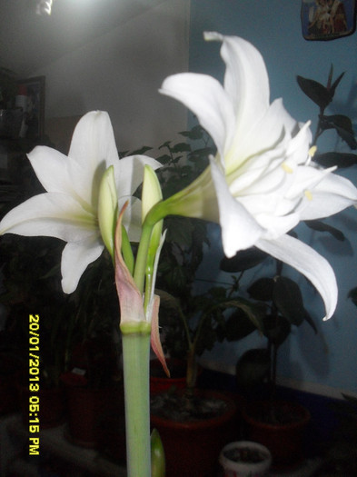 SDC12830 - 2_Amaryllis-2013