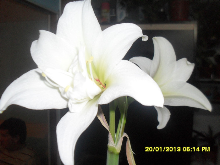 Jewel - 2_Amaryllis-2013