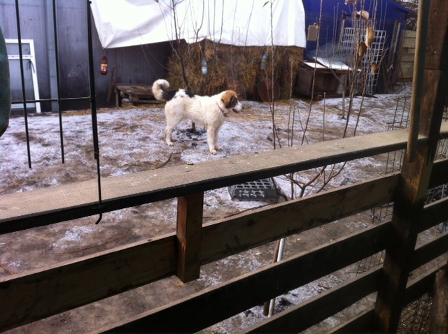 AM MAI CRESCUT- 7 LUNI