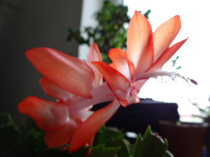 DSC01017 - Schlumbergera russelliana