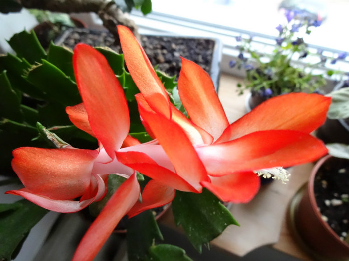 DSC01018 - Schlumbergera russelliana