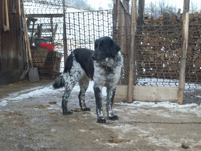 100_1815 - CIOBANESC DE BUCOVINA