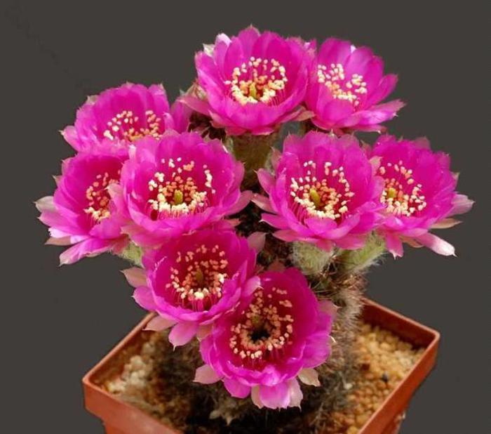 Cactus - Lobivia peclardiana