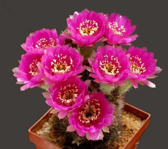 Cactus - Lobivia peclardiana - AAA IMI DORESC