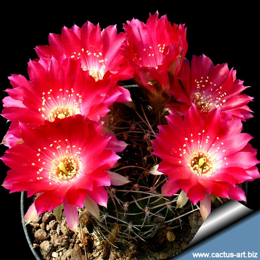 Lobivia_backebergii_810