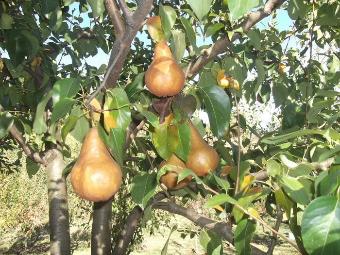 bosc - fructe din gradina proprie