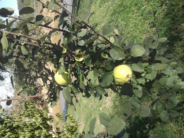 DSCF1958 - fructe din gradina proprie