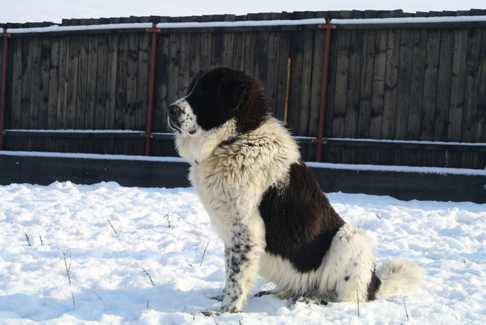 Amir 2 ani - AMIR - Eros de Plai Bucovinean