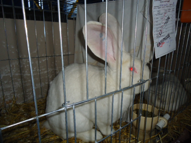 DSC03390