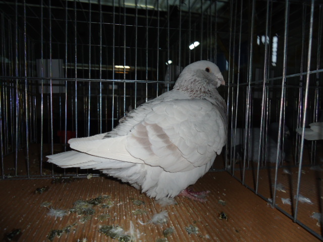 DSC03437