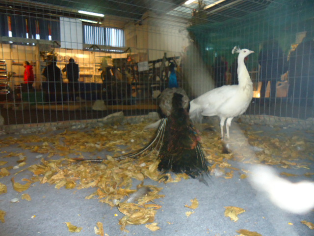 DSC03445