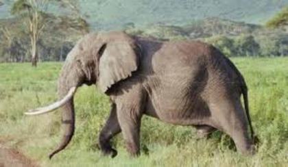 Elefant - Animalele mele preferate
