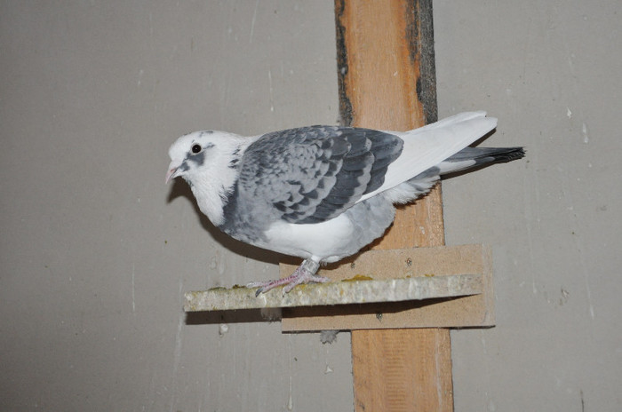 DSC_0319 - Pigeon2012