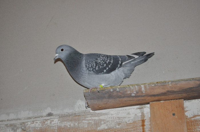 DSC_0320 - Pigeon2012