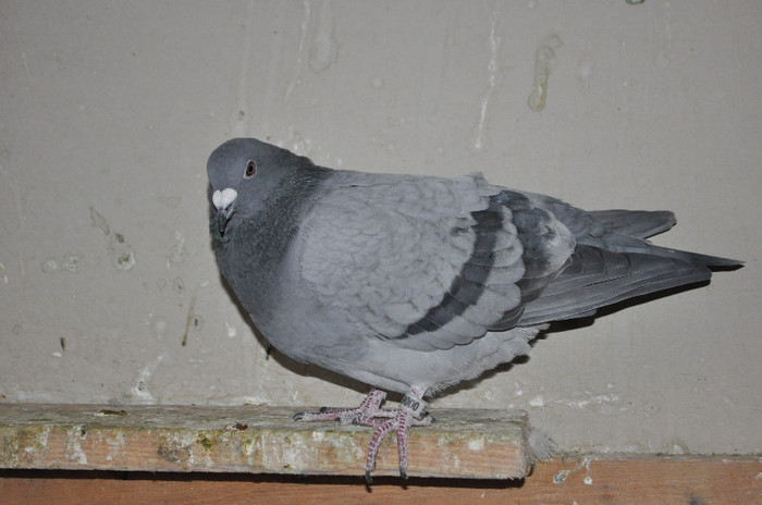 DSC_0322 - Pigeon2012