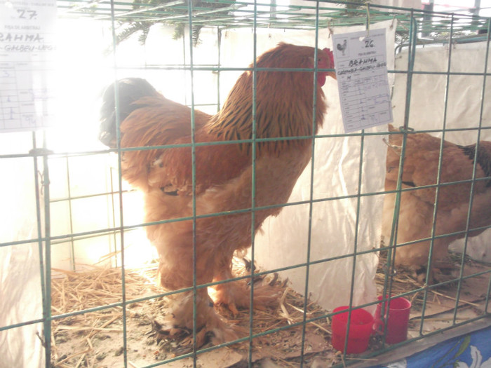 DSCF2133; DE VANZARE
