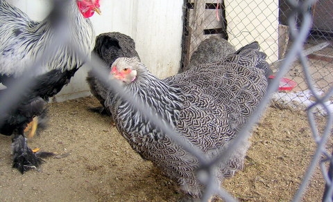 de vanzare Adam Atila 2013; campioni 96-97 de puncte -campioni Dabas-Wels
