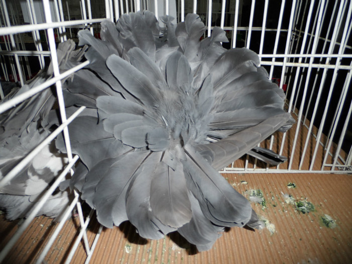 SAM_0696 - 1 Expo 2013 Cluj Napoca