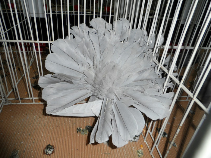 SAM_0697 - 1 Expo 2013 Cluj Napoca