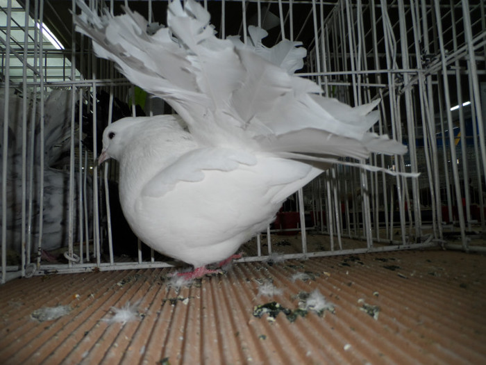 SAM_0698 - 1 Expo 2013 Cluj Napoca