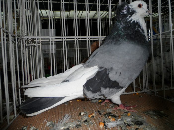 SAM_0700 - 1 Expo 2013 Cluj Napoca