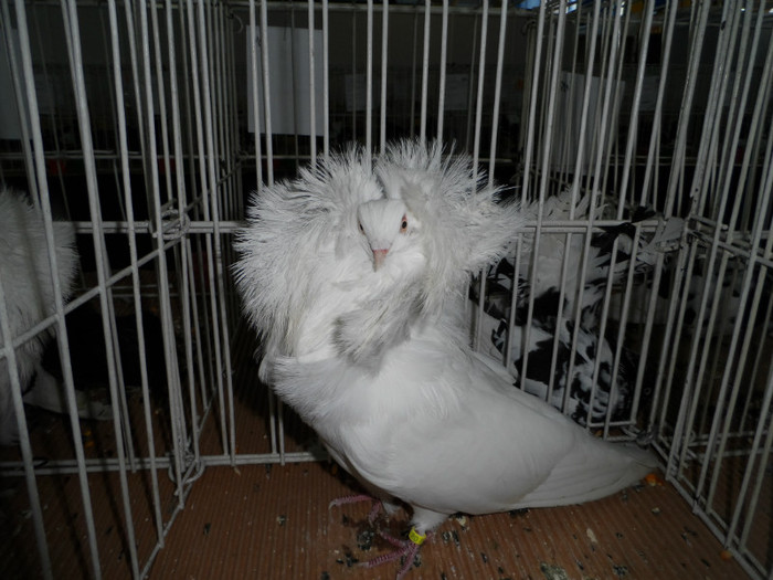 SAM_0703 - 1 Expo 2013 Cluj Napoca