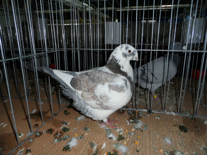 SAM_0766 - 1 Expo 2013 Cluj Napoca