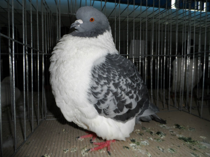 SAM_0782 - 1 Expo 2013 Cluj Napoca