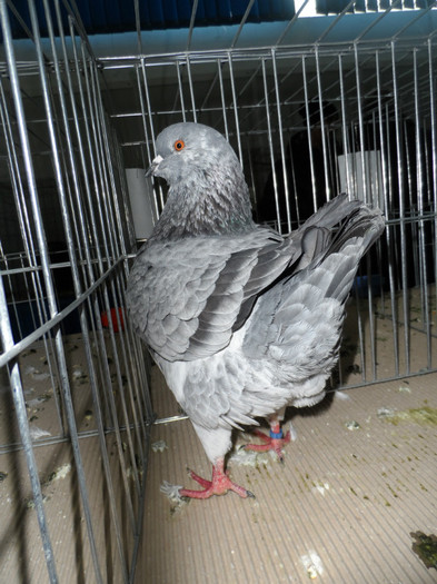 SAM_0793 - 1 Expo 2013 Cluj Napoca