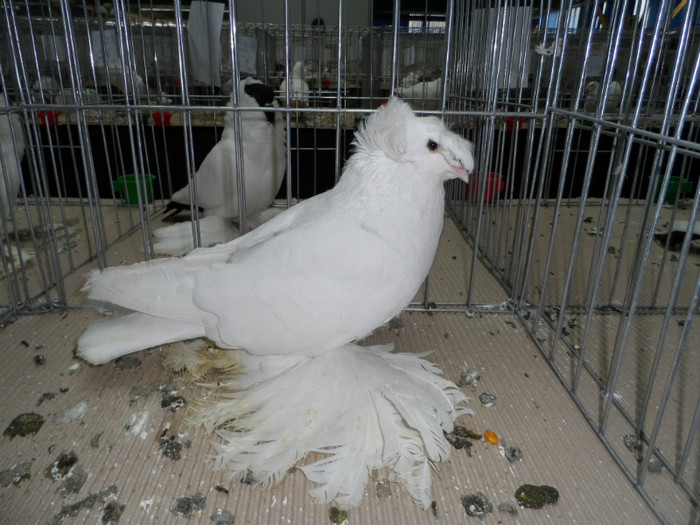 SAM_0795 - 1 Expo 2013 Cluj Napoca