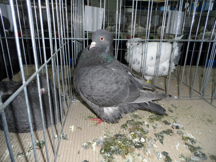 SAM_0849 - 1 Expo 2013 Cluj Napoca