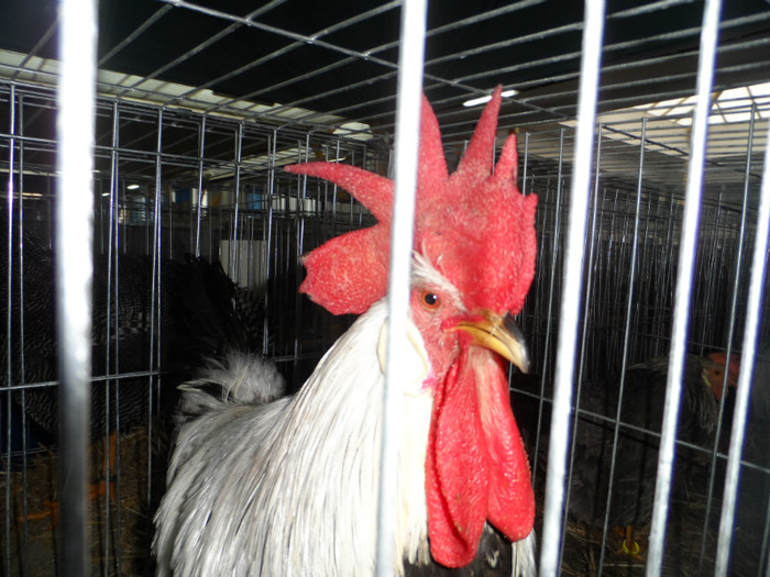 SAM_0861 - 1 Expo 2013 Cluj Napoca