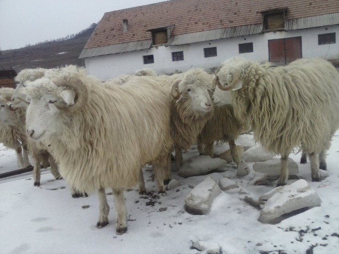 CAM00098 - Bale de Bistrita