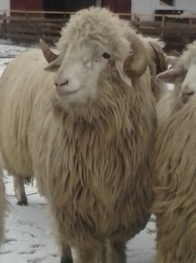 CAM00112 - Bale de Bistrita