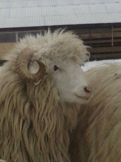 CAM00115 - Bale de Bistrita