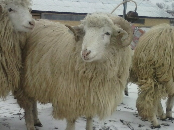 CAM00117 - Bale de Bistrita