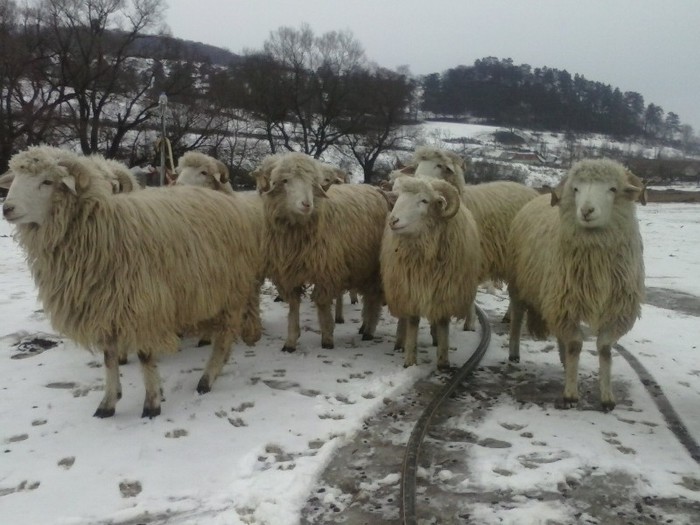 CAM00137 - Bale de Bistrita