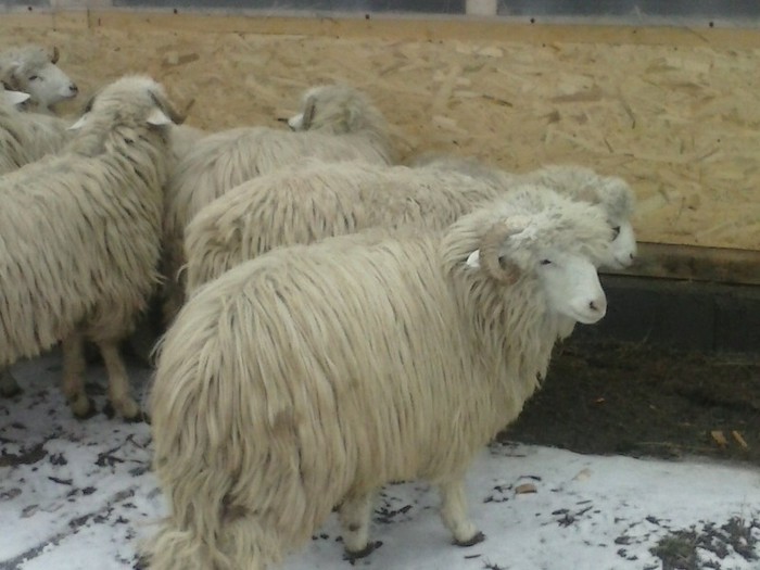 CAM00142 - Bale de Bistrita