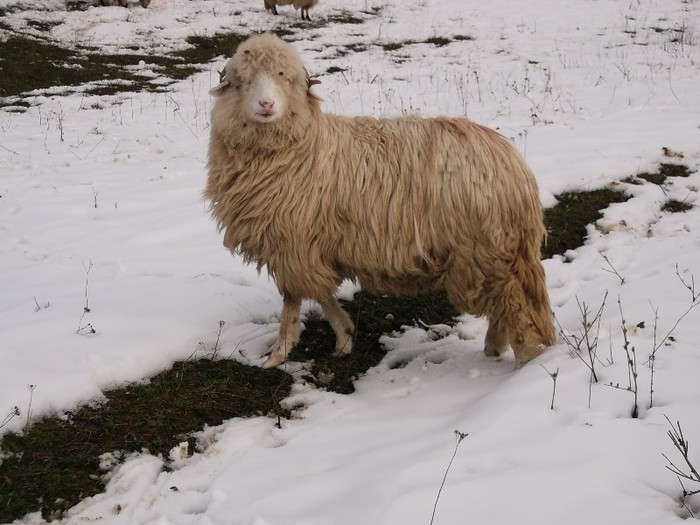 Picture 1197 - Bale de Bistrita