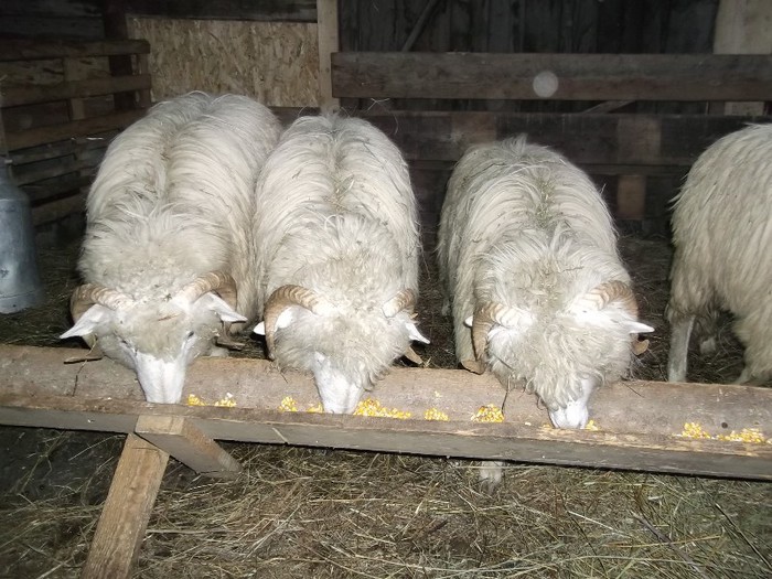 Picture 1208 - Bale de Bistrita