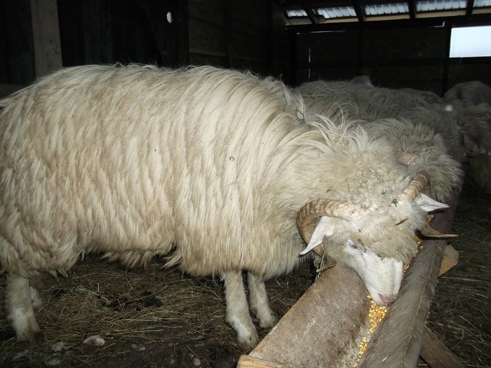 Picture 1209 - Bale de Bistrita