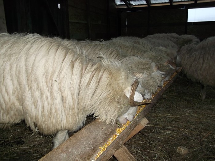 Picture 1210 - Bale de Bistrita